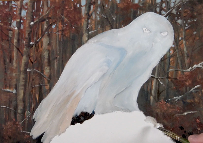 添加底色的猫头鹰