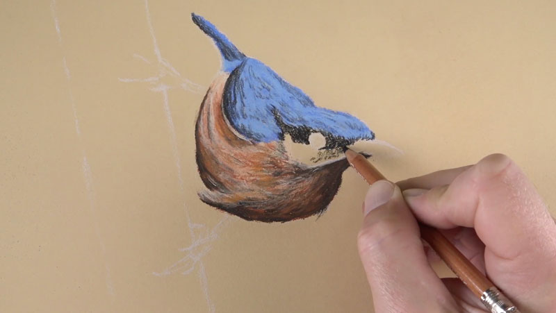 图纸细节的那只鸟。