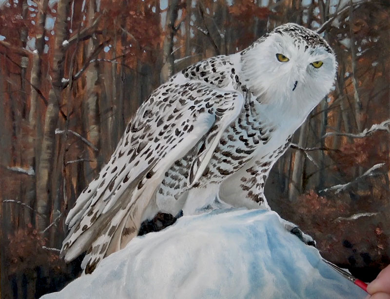 加强阴影在雪地里