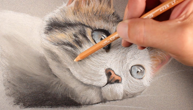 结构标记被添加的皮毛