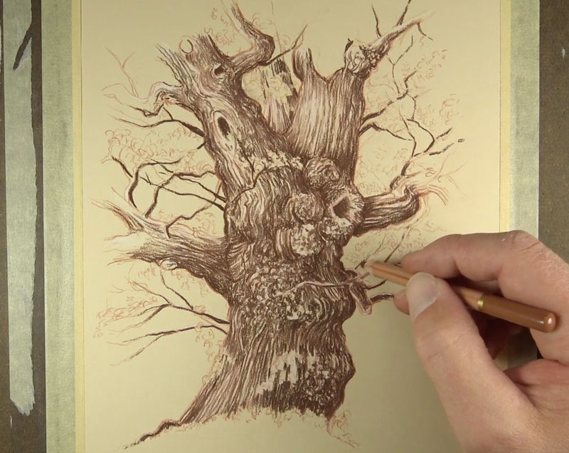 发展深色调在树上