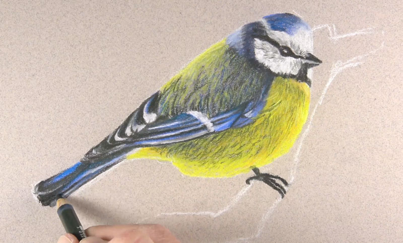 发展中羽毛的纹理