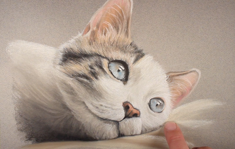 下面添加颜色的猫