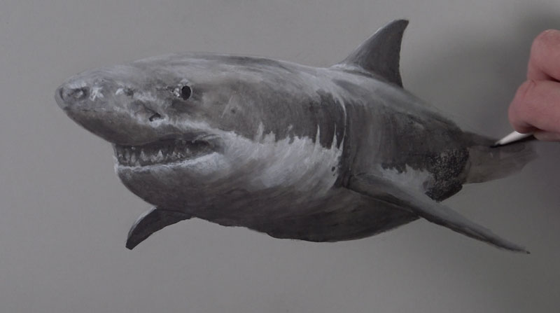 完成与黑木炭鲨鱼的尾巴