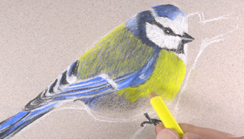 分层的颜色的鸟