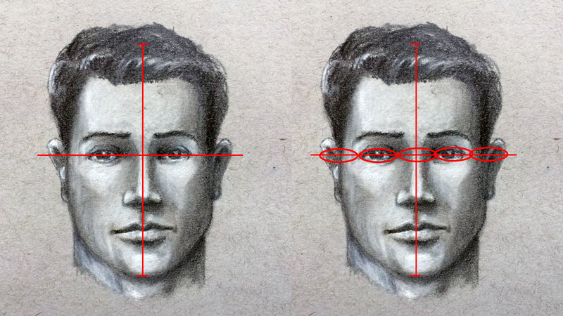 眼睛的位置和大小