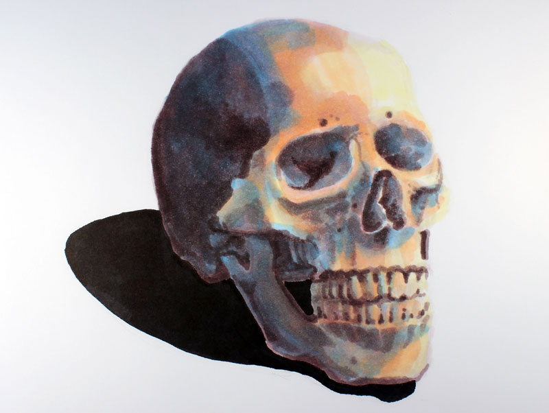 标记图描绘了一个头骨