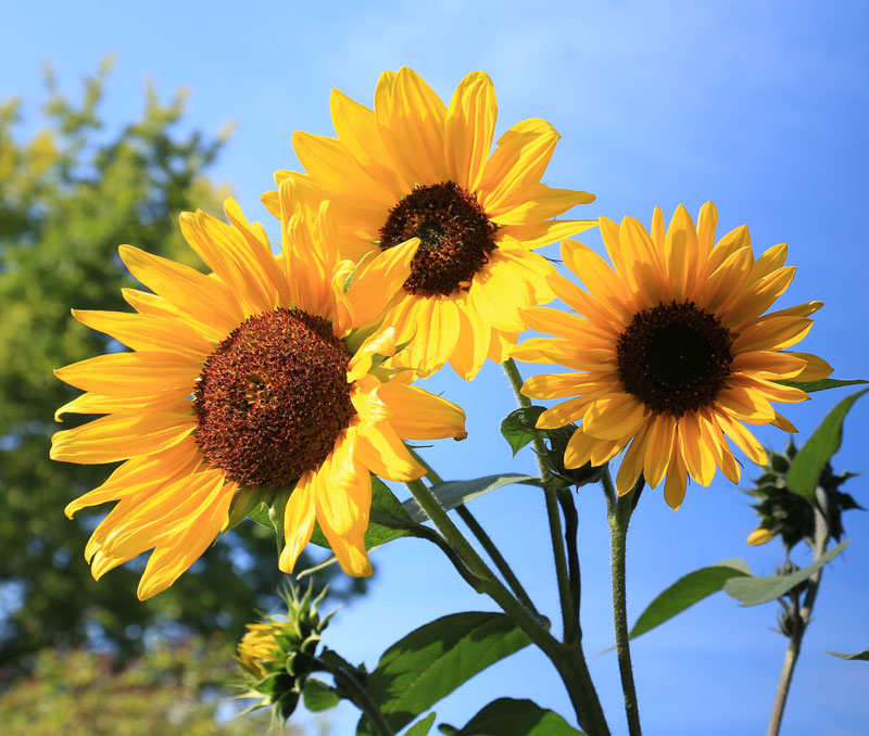 用水彩铅笔完成茎和叶