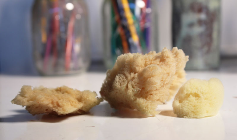 各种各样的海洋海绵