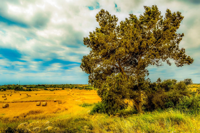 描绘了一幅树参考照片