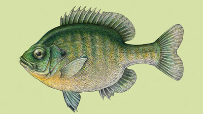 数字添加颜色笔和墨水画