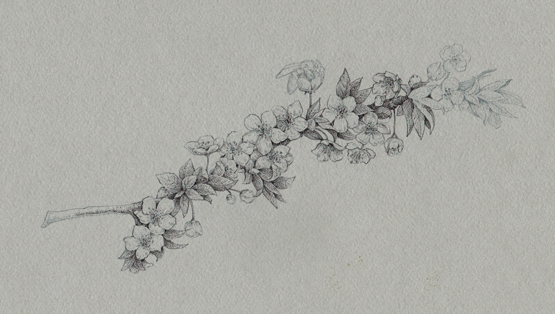 用黑色墨水添加黑线条和孵化班轮