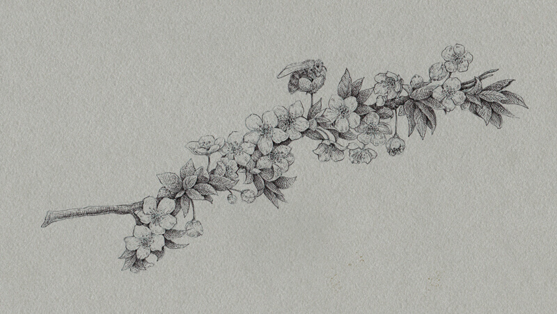 额外的黑色墨水的应用应用于樱花