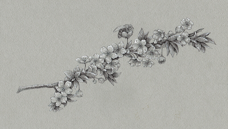 添加白色墨水的樱花笔尖的钢笔