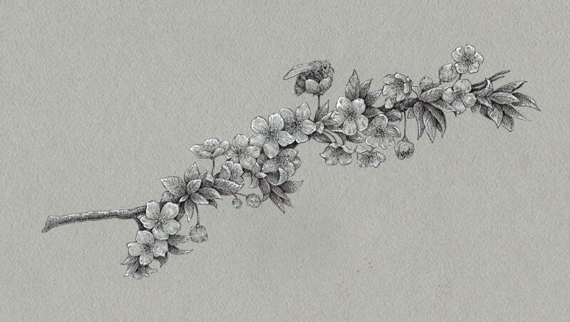 用黑色和白色墨水画的樱花在健美的纸上