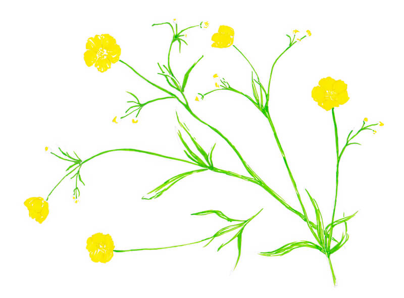 应用绿色的茎的花