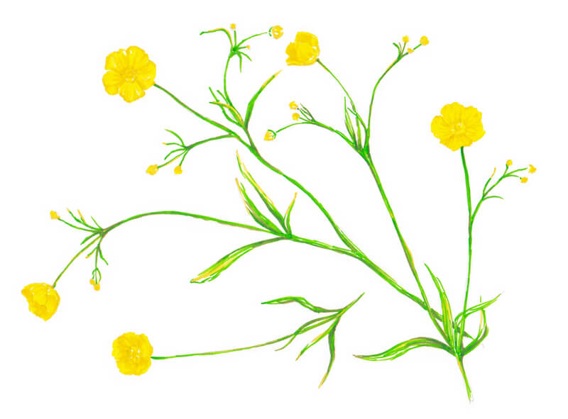 分层的黄绿色在茎上