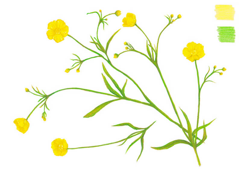 添加光中风的彩色铅笔画画