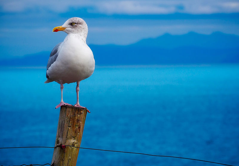 海鸥的照片参考