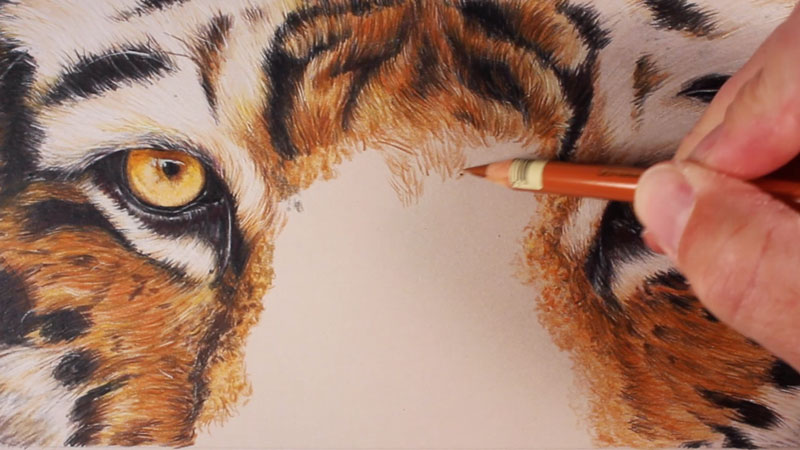 画一只老虎有彩色铅笔- bob亚洲体育