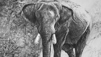 如何画一头大象的铅笔吗