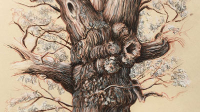 如何画一个老树