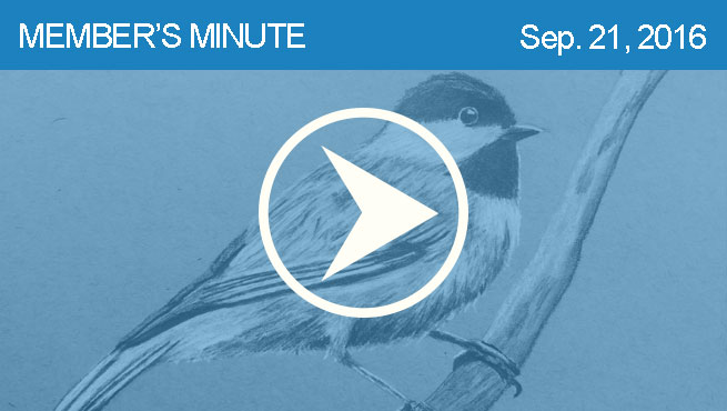 柔和的宠物画像批判