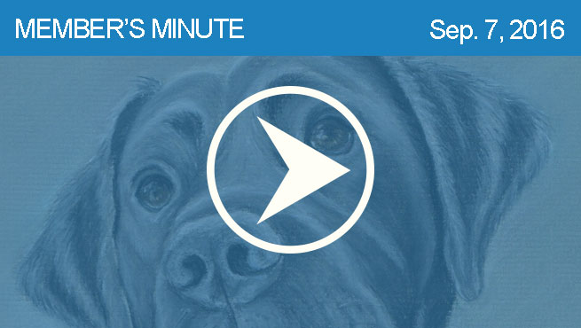 柔和的宠物画像批判