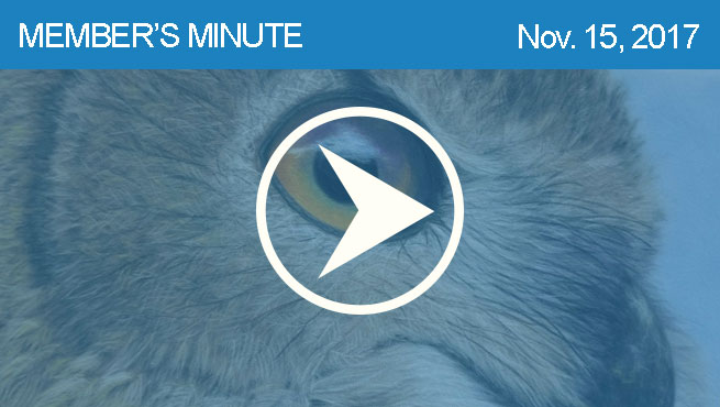 柔和的风景批判