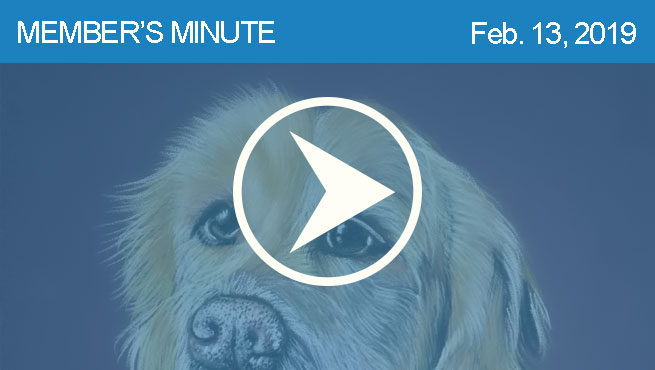 柔和的宠物画像批判