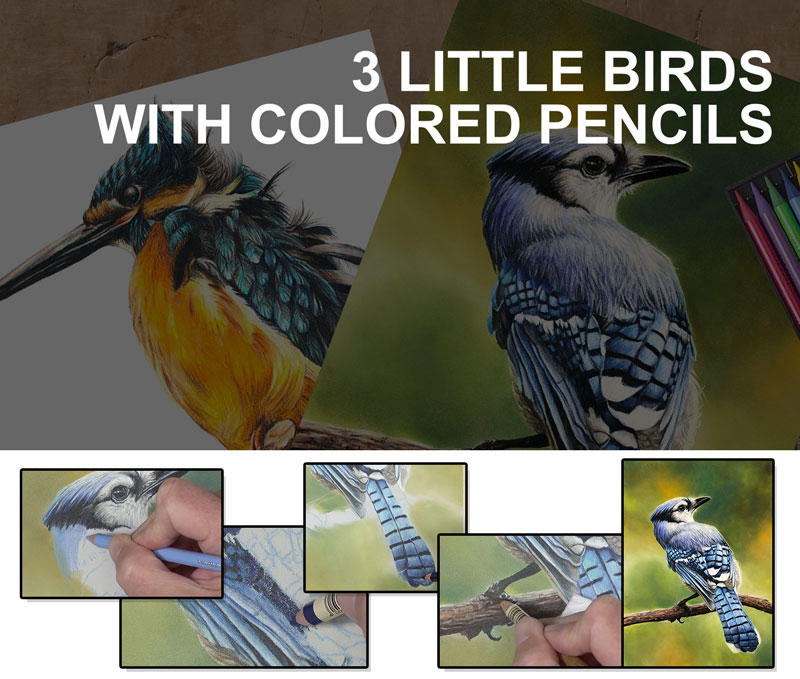 3只小鸟有彩色铅笔