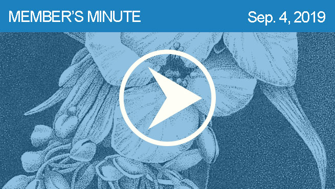 钢笔和墨水批判