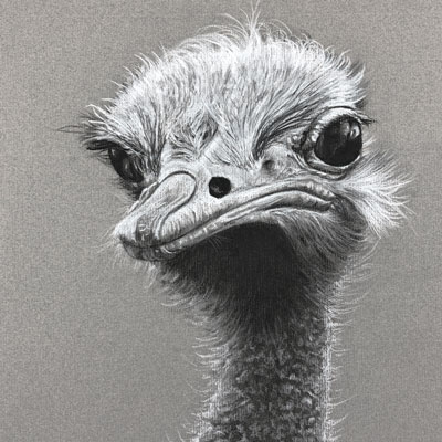 鸵鸟有素描课系列