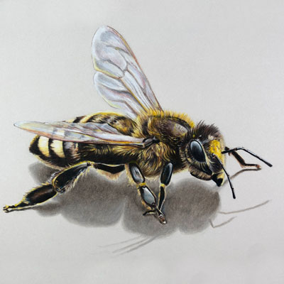 蜜蜂有彩色铅笔