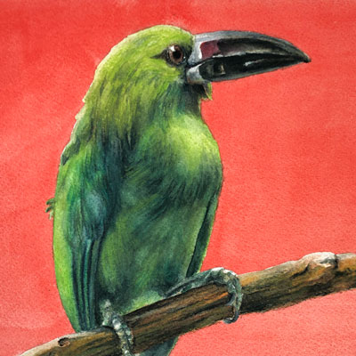 水彩铅笔鸟系列