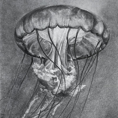 水母与石墨铅笔