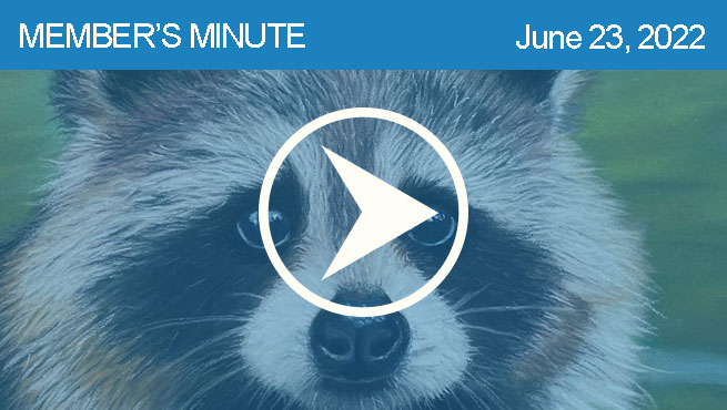 蜡笔画一只浣熊的批判