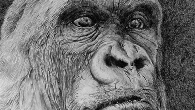 画的秘密——从照片