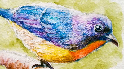 如何画一只鸟和水彩铅笔吗