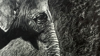 如何画一头大象与白炭-教训