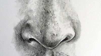 如何画一个鼻子