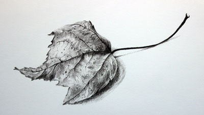 如何画一个现实的叶与石墨铅笔吗