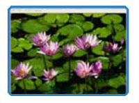 免费数字艺术课程——幻灯片